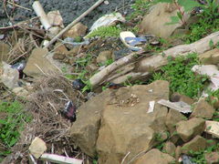 Tarsiger johnstoniae