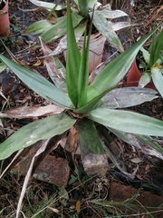 Agave chazaroi