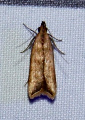 Dichomeris heriguronis