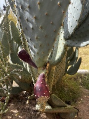 Opuntia orbiculata