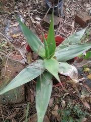 Agave chazaroi