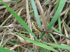 Schmidtiacris schmidti