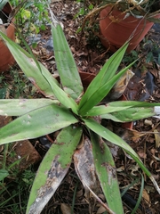 Agave chazaroi