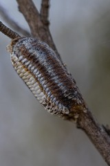 Stagmomantis