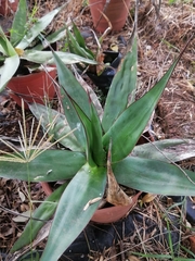 Agave chazaroi