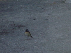 Tarsiger johnstoniae