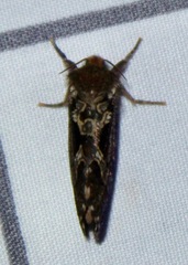 Korscheltellus gracilis