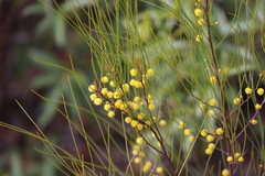 Acacia juncifolia