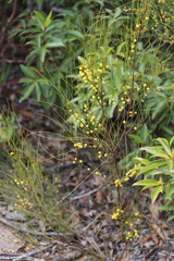 Acacia juncifolia