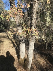 Quercus douglasii