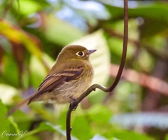 Empidonax flavescens