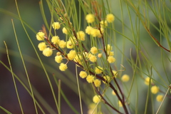 Acacia juncifolia