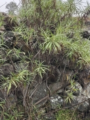 Salix eleagnos