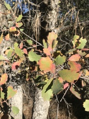 Quercus douglasii