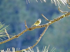 Vireo cassinii