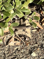 Sceloporus occidentalis