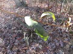 Salix nigra