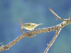 Vireo cassinii