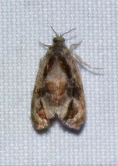 Zomaria interruptolineana