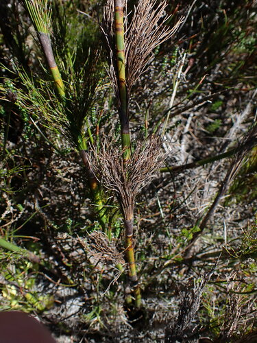 Image of Rhodocoma capensis by (c) Ren Hoekstra, some rights reserved (CC BY)