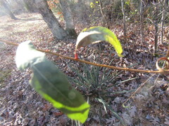 Salix nigra
