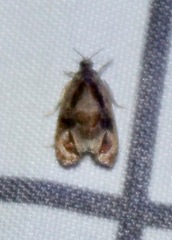 Zomaria interruptolineana