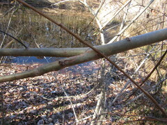 Salix nigra