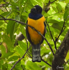 Trogon caligatus