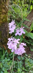 Epidendrum centropetalum