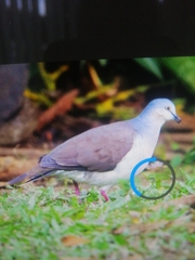 Leptotila plumbeiceps