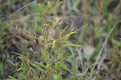 Chamaecrista nictitans aspera