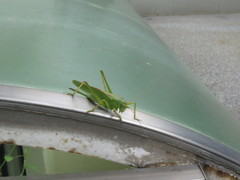 Tettigonia dolichoptera
