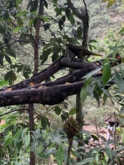 Psarocolius angustifrons