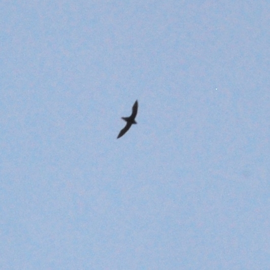 White-throated Needletail