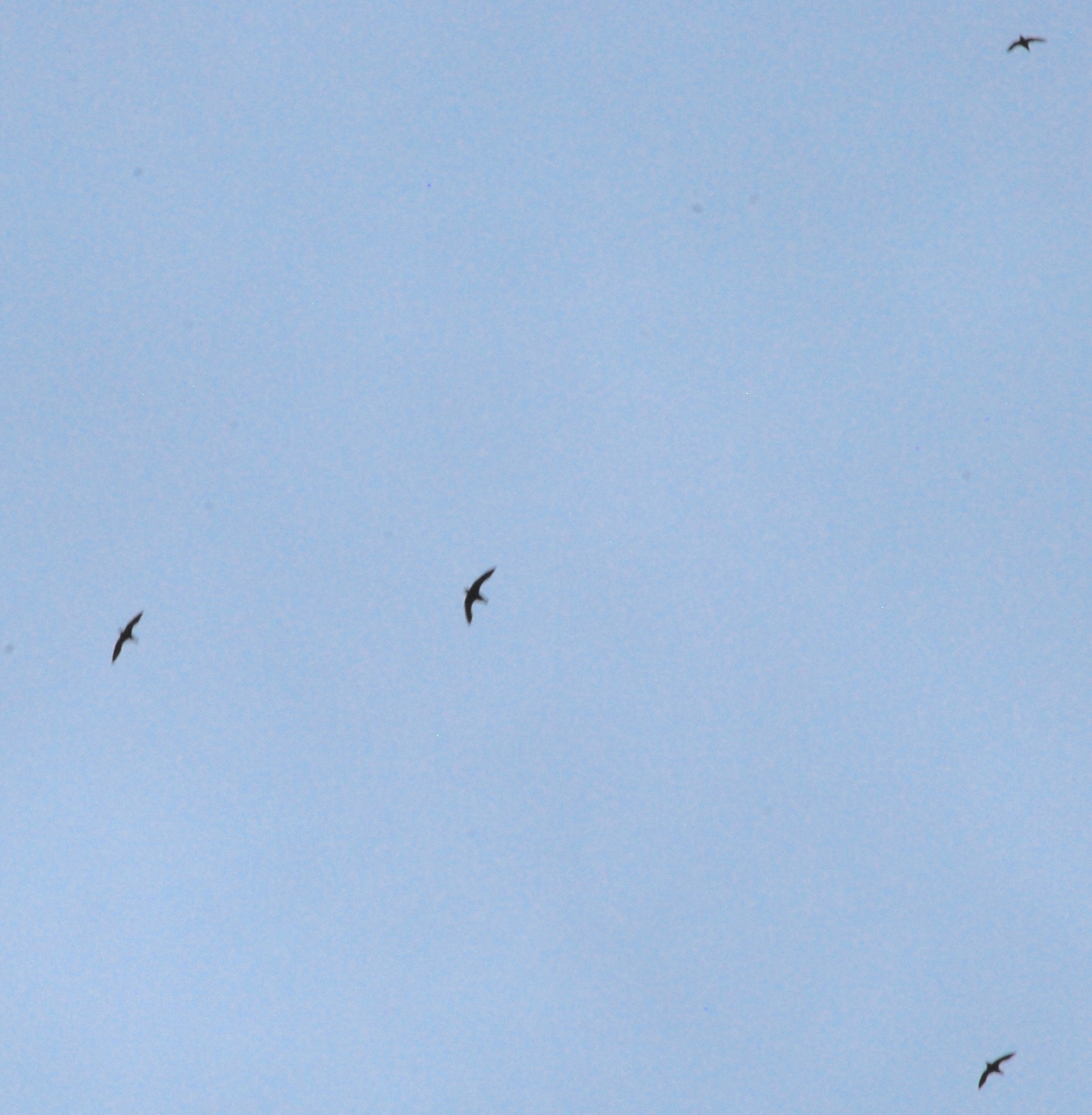 White-throated Needletail