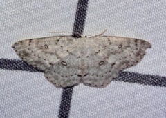 Cyclophora pendulinaria