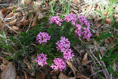 Daphne cneorum