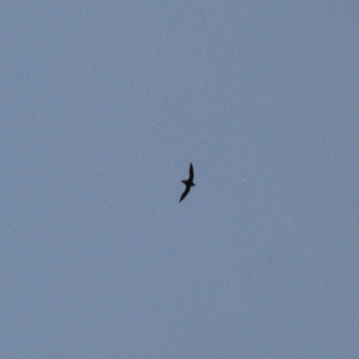 White-throated Needletail