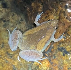 Microhyla mukhlesuri