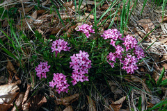 Daphne cneorum