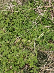 Amaranthus deflexus