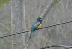 Trogon caligatus