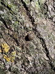 Xerotricha conspurcata