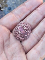 Acmaea