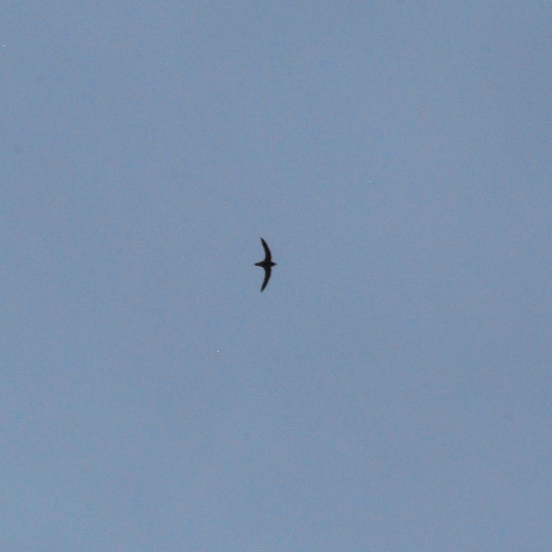 White-throated Needletail