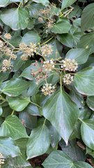 Hedera canariensis
