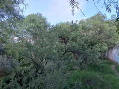 Eysenhardtia polystachya