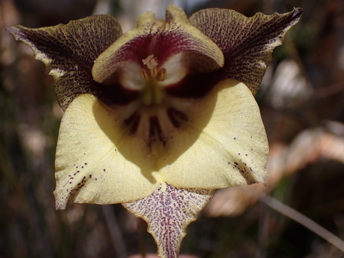 Image of Gladiolus longicollis by (c) Ren Hoekstra, some rights reserved (CC BY)