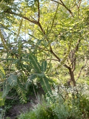 Eysenhardtia polystachya