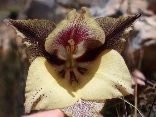 Image of Gladiolus longicollis by (c) Ren Hoekstra, some rights reserved (CC BY)